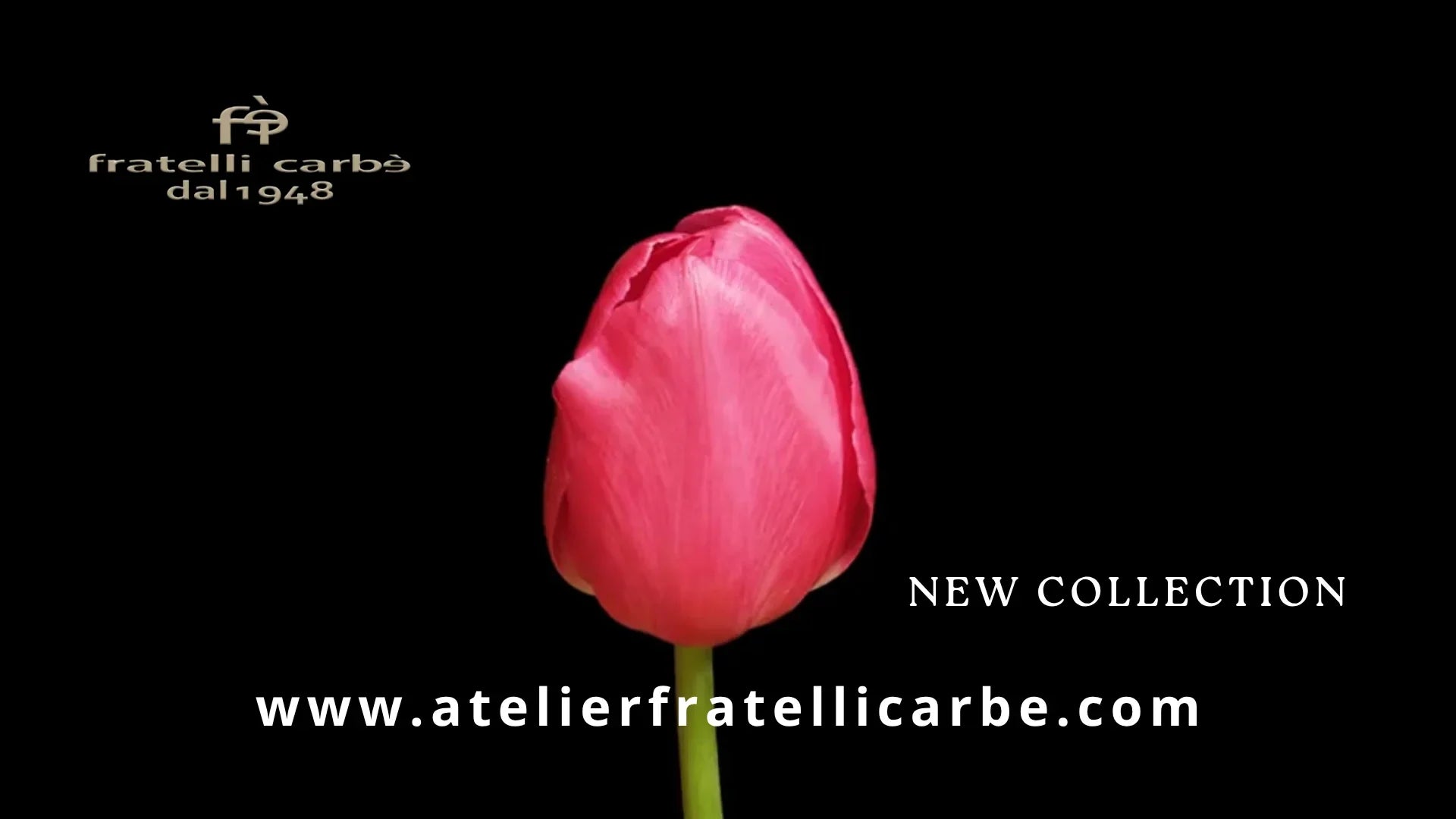 Tulipano rosa su sfondo nero con testo promozionale nuova collezione moda uomo donna.